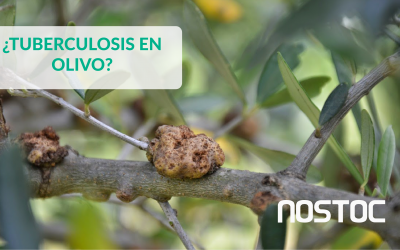 Tuberculosis del Olivo | Lucha y solución | Agricultura biológica