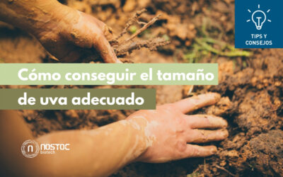 Cómo conseguir el tamaño de uva adecuado