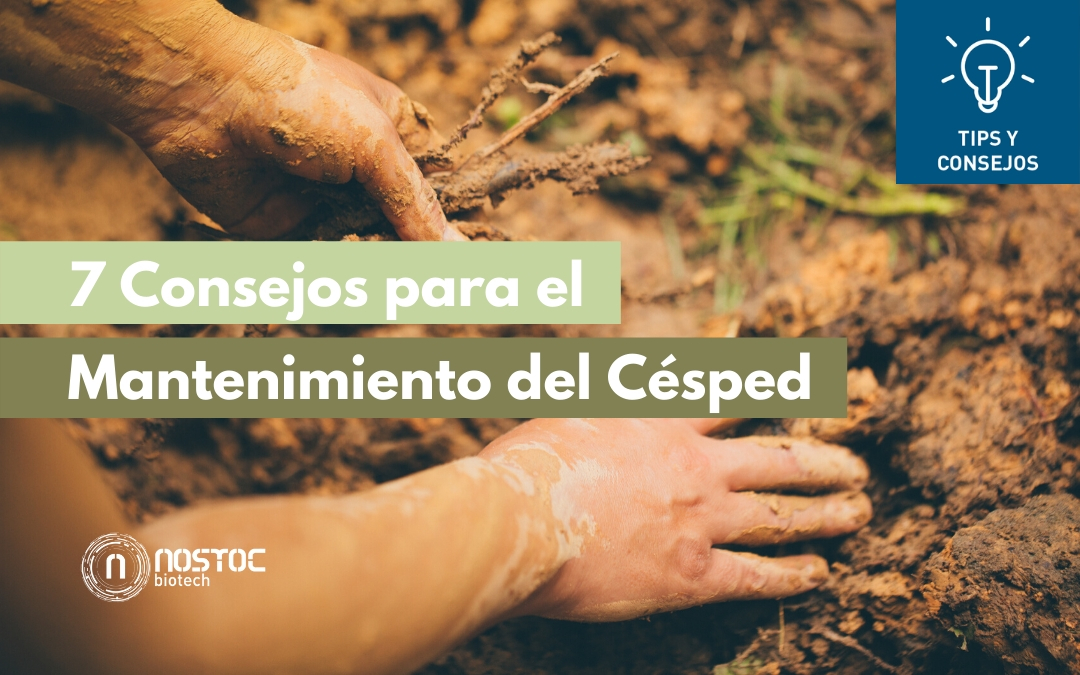 7 Consejos para el Mantenimiento del Césped