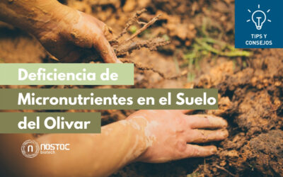 Deficiencia de Micronutrientes en el Suelo del Olivar