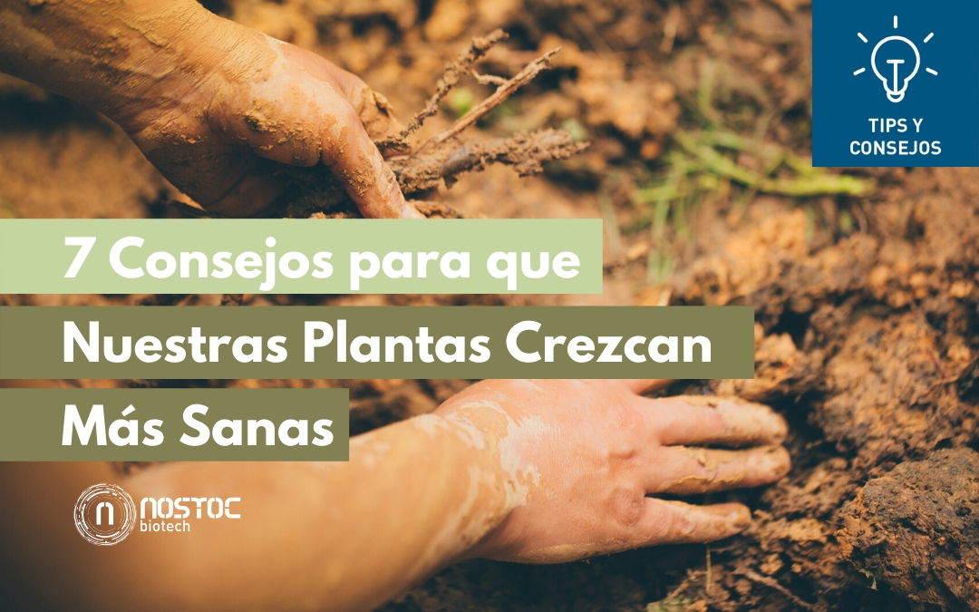 7 Consejos para que Nuestras Plantas Crezcan Más Sanas