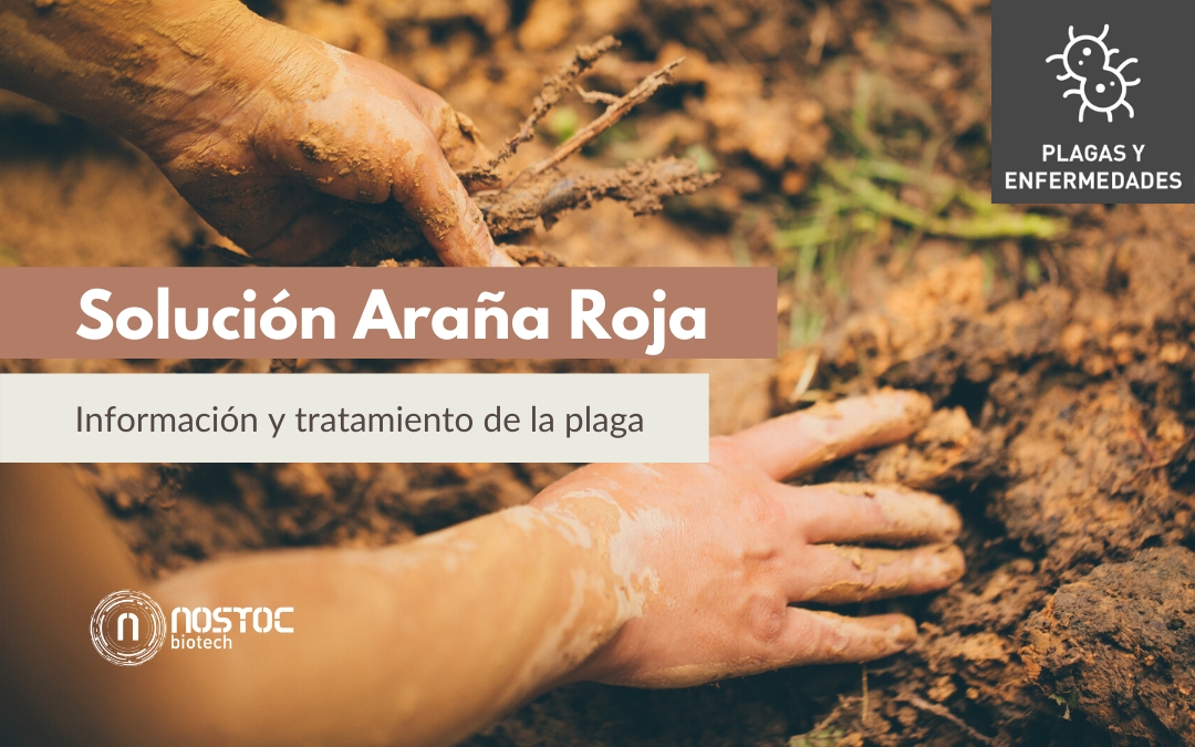 Araña roja. Información, soluciones y tratamiento de la plaga