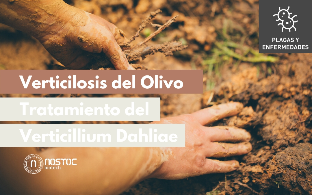 Verticilosis del Olivo | Tratamiento del Verticillium Dahliae