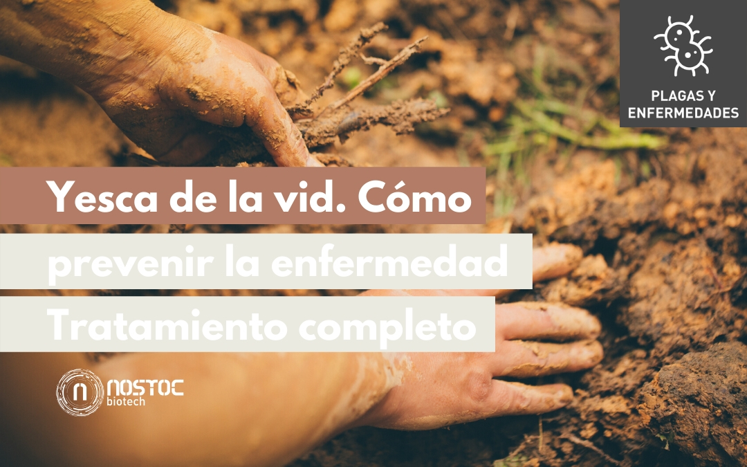 Yesca de la vid. Como prevenir la enfermedad (Tratamiento completo)