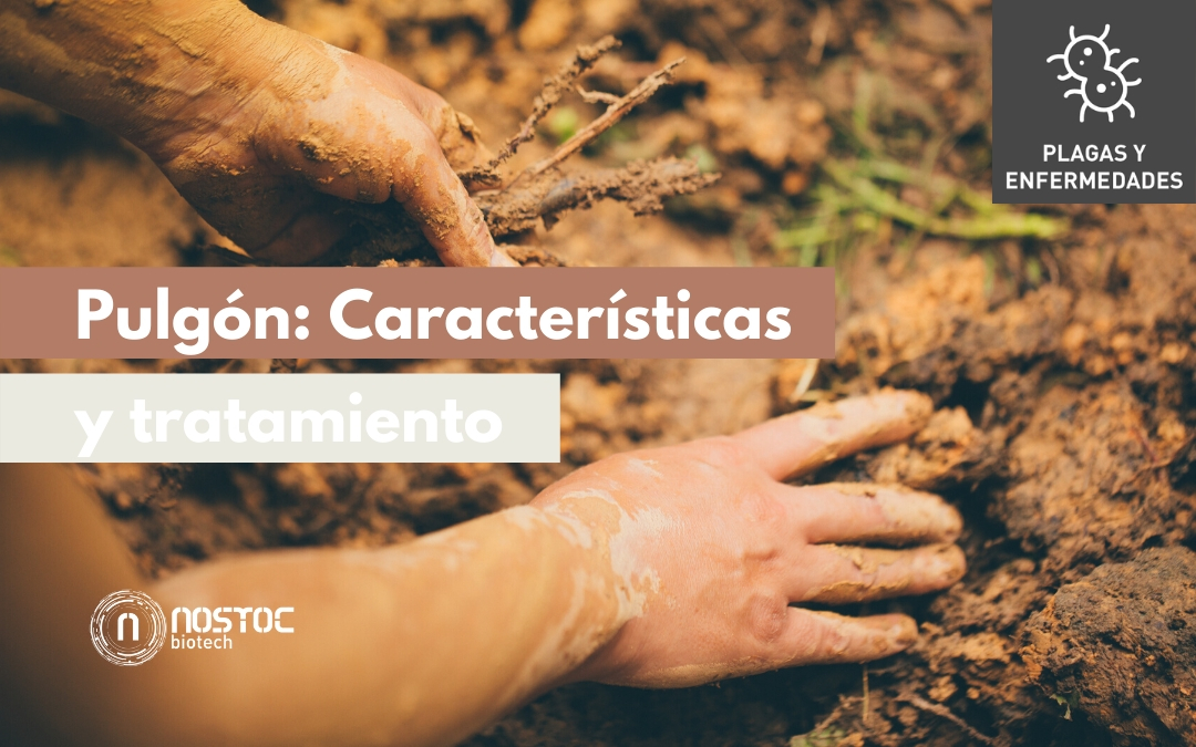 Pulgón: Características y tratamiento