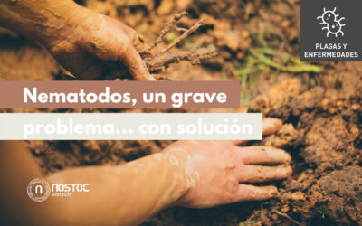Nematodos, un grave problema… con solución