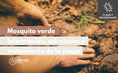 Mosquito verde. Información, soluciones y tratamiento de la plaga