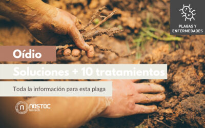 Oídio. Toda la información para esta plaga. Soluciones + 10 tratamientos