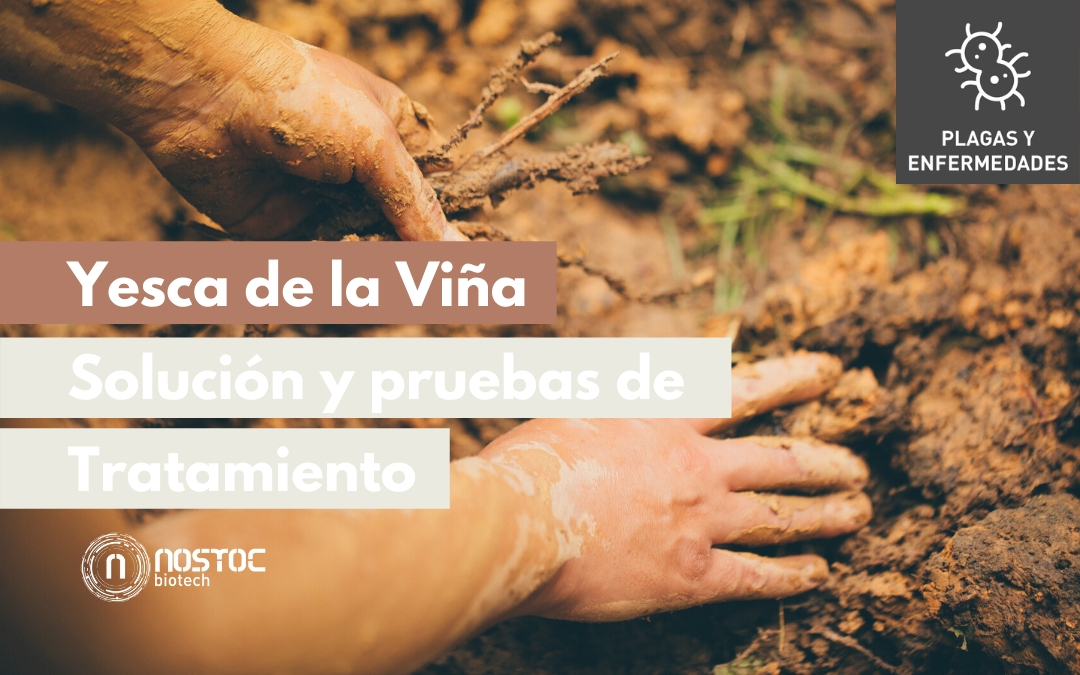 Yesca de la Viña. Solución y pruebas de Tratamiento