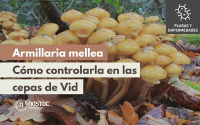 Armillaria en Vid | Control de Armillaria Mellea