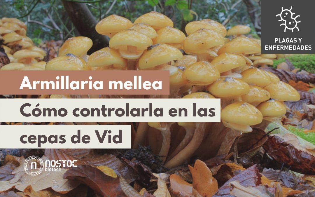 Armillaria en Vid | Control de Armillaria Mellea