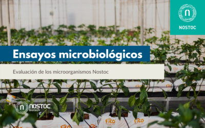 Ensayos microbiológicos