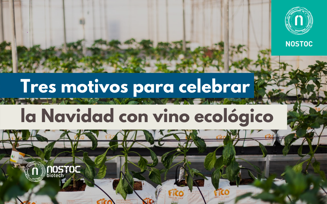 Tres motivos para celebrar la Navidad con vino ecológico