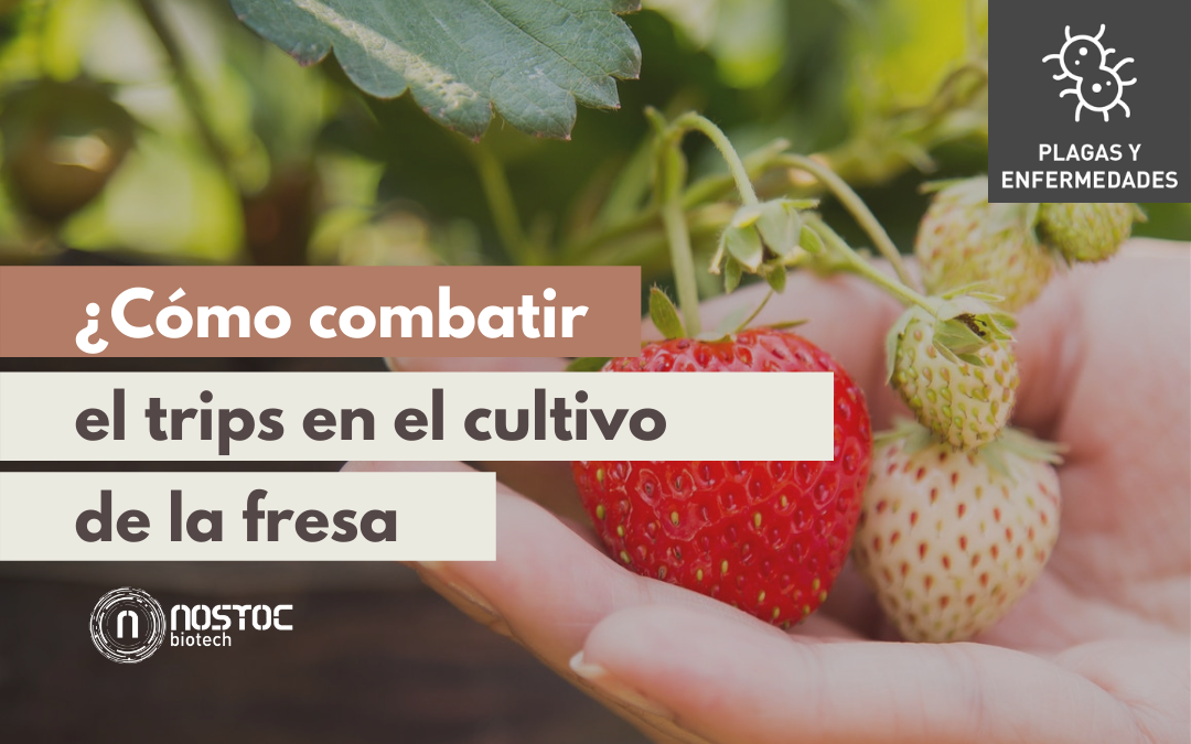 ¿Cómo combatir el trips en el cultivo de la fresa?