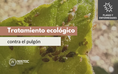 Tratamiento ecológico contra el pulgón