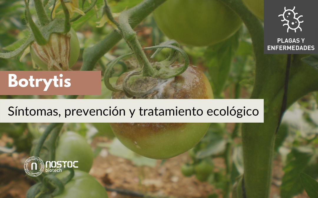 Botrytis: síntomas, prevención y tratamiento ecológico
